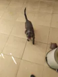 Pipinha
