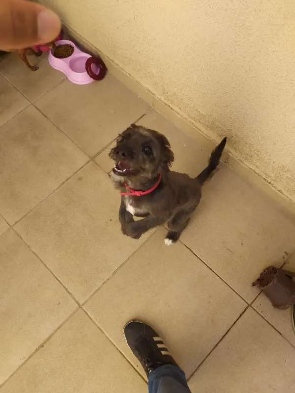 Cachorro ra a Border coliie idade 2 a 6 meses nome Pipinha
