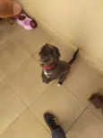Pipinha