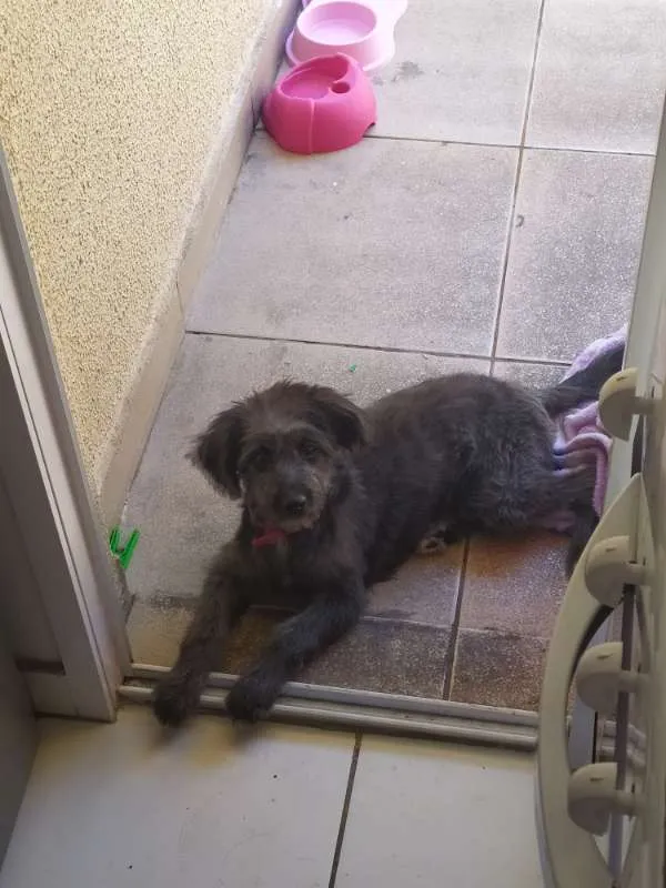 Cachorro ra a Border coliie idade 2 a 6 meses nome Pipinha