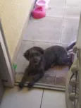 Pipinha