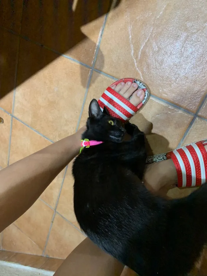 Gato ra a SRD idade 2 a 6 meses nome Tassy