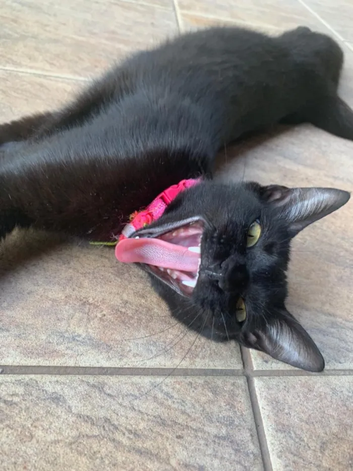 Gato ra a SRD idade 2 a 6 meses nome Tassy