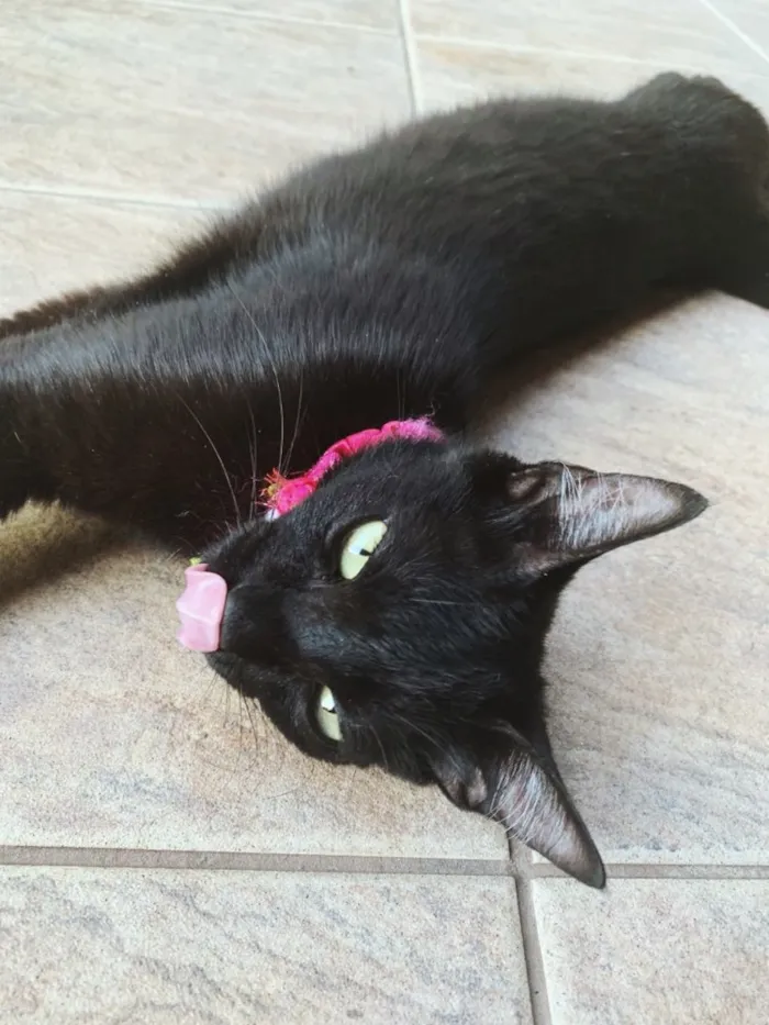 Gato ra a SRD idade 2 a 6 meses nome Tassy