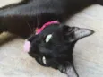 Tassy