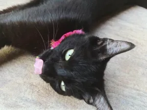 Gato raça SRD idade 2 a 6 meses nome Tassy