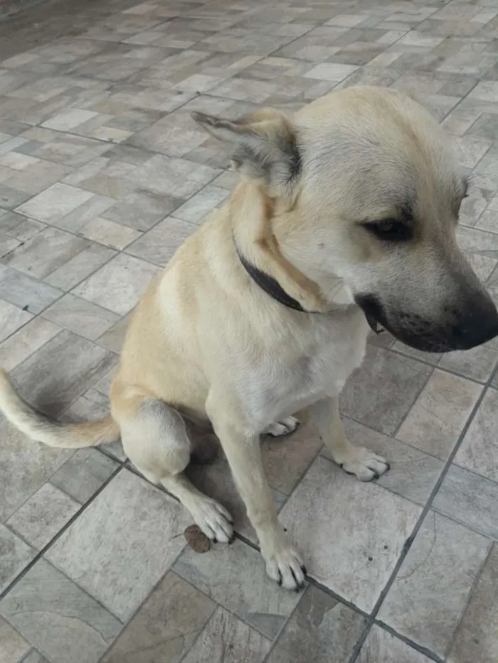 Cachorro ra a Vira-Lata idade 2 anos nome Bud