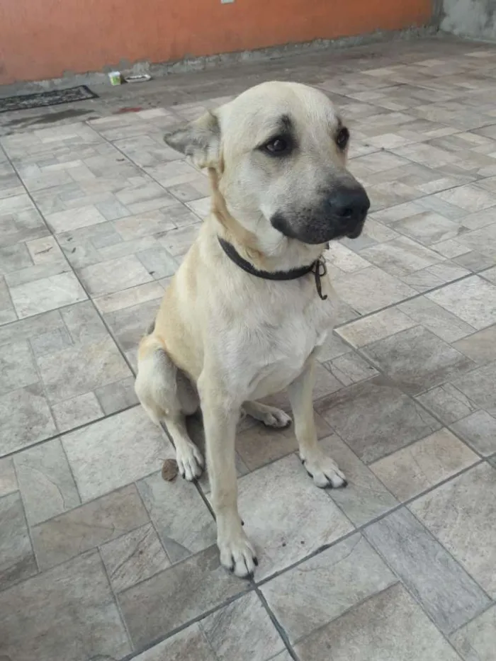 Cachorro ra a Vira-Lata idade 2 anos nome Bud