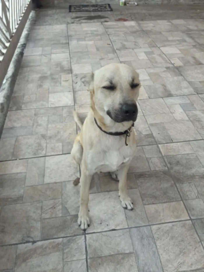 Cachorro ra a Vira-Lata idade 2 anos nome Bud