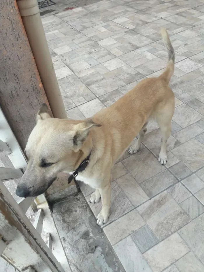 Cachorro ra a Vira-Lata idade 2 anos nome Bud