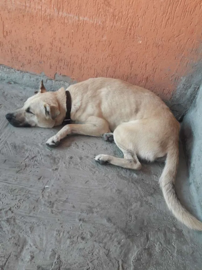 Cachorro ra a Vira-Lata idade 2 anos nome Bud