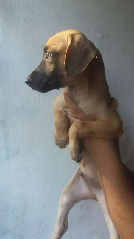 Cachorro ra a Vira Lata idade 2 a 6 meses nome Scoob