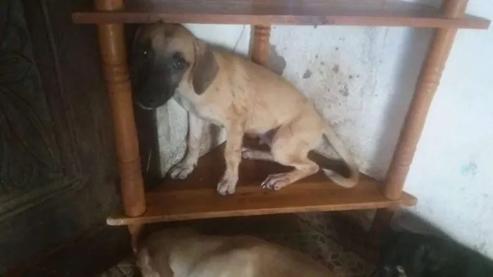 Cachorro ra a Vira Lata idade 2 a 6 meses nome Scoob