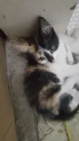 Carina