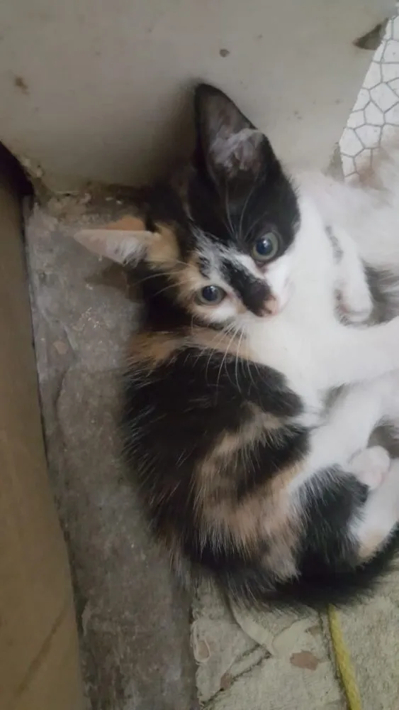 Gato ra a SRD idade Abaixo de 2 meses nome Carina