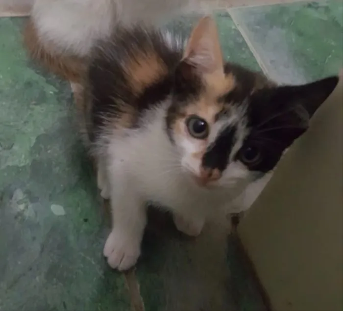 Gato ra a SRD idade Abaixo de 2 meses nome Carina