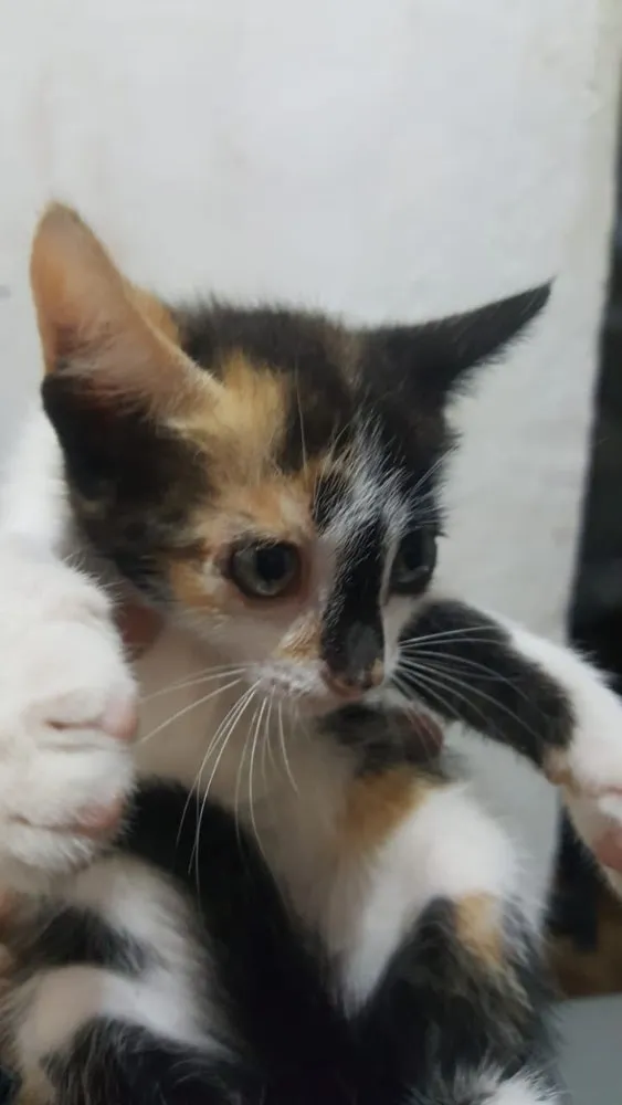 Gato ra a SRD idade Abaixo de 2 meses nome Carina