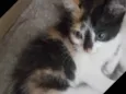 Carina