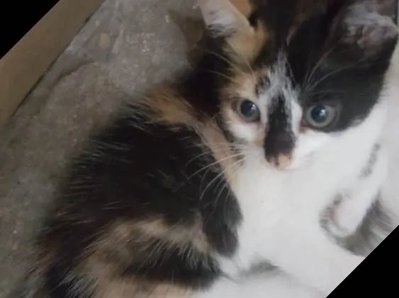 Gato ra a SRD idade Abaixo de 2 meses nome Carina