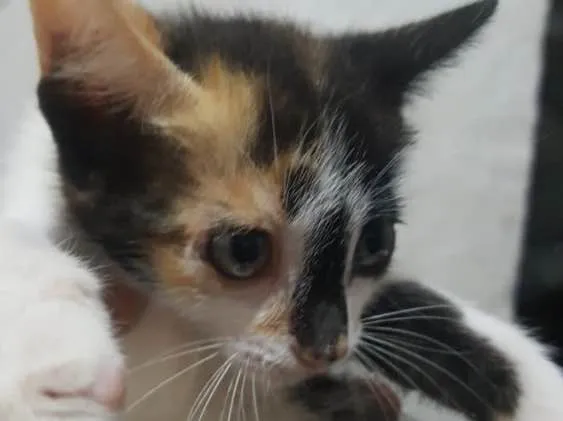Gato ra a SRD idade Abaixo de 2 meses nome Carina