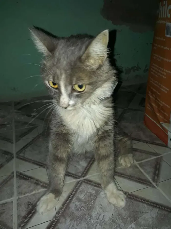 Gato ra a  idade 1 ano nome Amélia 