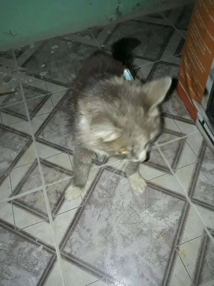 Gato ra a  idade 1 ano nome Amélia 