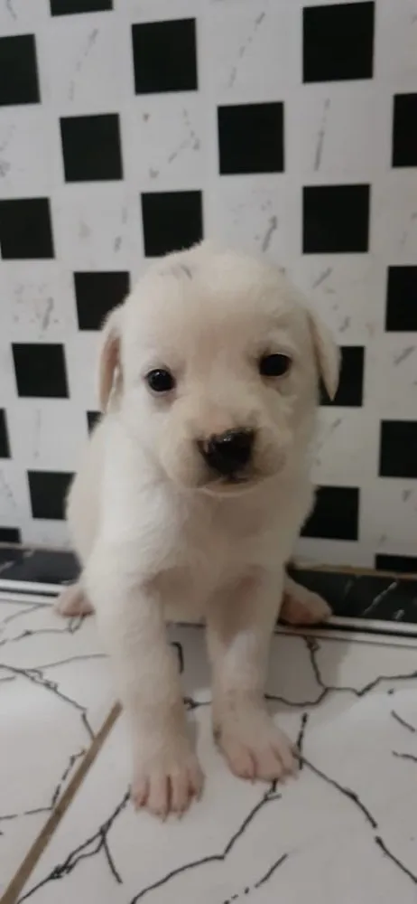 Cachorro ra a Srd idade Abaixo de 2 meses nome Natali