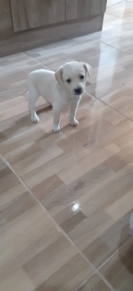 Cachorro ra a Srd idade Abaixo de 2 meses nome Natali