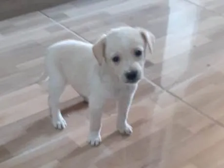 Cachorro ra a Srd idade Abaixo de 2 meses nome Natali