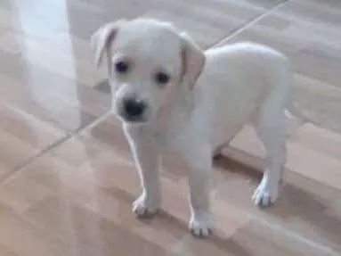 Cachorro ra a Srd idade Abaixo de 2 meses nome Natali