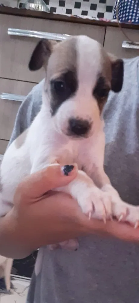 Cachorro ra a Srd idade Abaixo de 2 meses nome Nina 