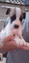 Nina