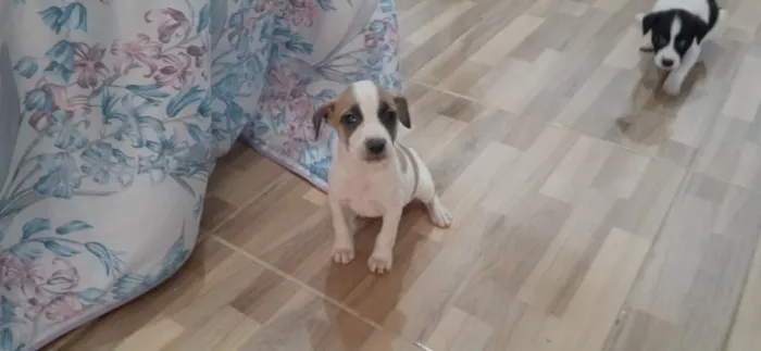 Cachorro ra a Srd idade Abaixo de 2 meses nome Nina 