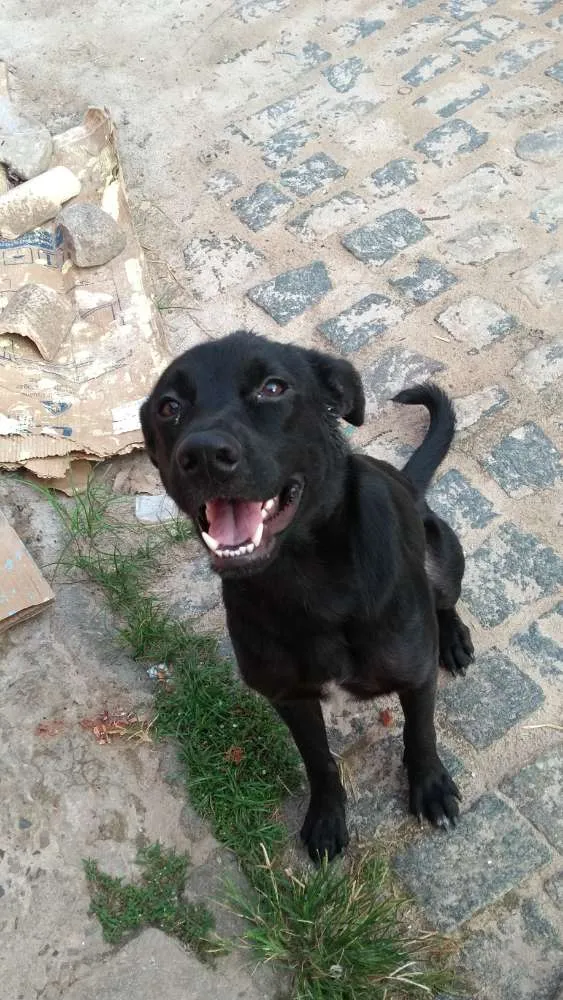Cachorro raça  rottweiler com pastor alemão idade 1 ano nome Zeus Mackall Soares
