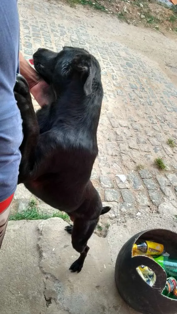 Cachorro raça  rottweiler com pastor alemão idade 1 ano nome Zeus Mackall Soares