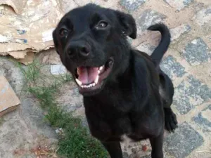 Cachorro raça  rottweiler com pastor alemão idade 1 ano nome Zeus Mackall Soares