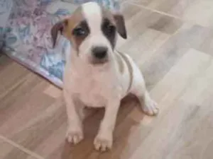 Cachorro raça Srd idade Abaixo de 2 meses nome Nina 