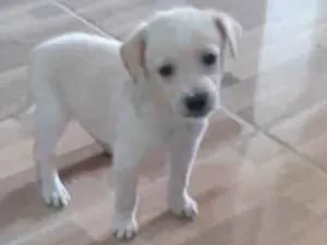 Cachorro raça Srd idade Abaixo de 2 meses nome Natali