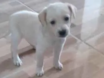 Cachorro ra a Srd idade Abaixo de 2 meses nome Natali