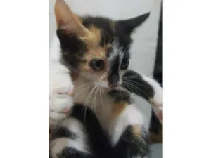 Gato raça SRD idade Abaixo de 2 meses nome Carina