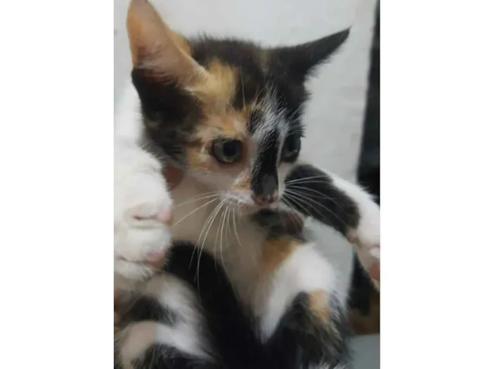 Gato ra a SRD idade Abaixo de 2 meses nome Carina