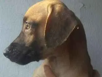 Cachorro ra a Vira Lata idade 2 a 6 meses nome Scoob