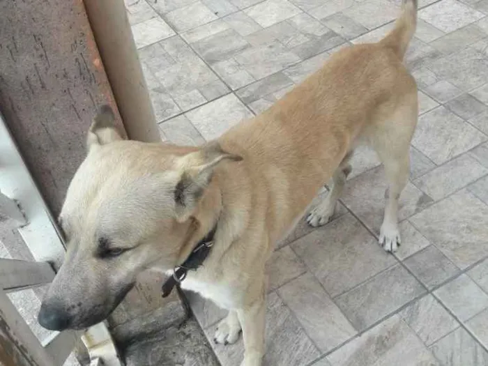 Cachorro ra a Vira-Lata idade 2 anos nome Bud