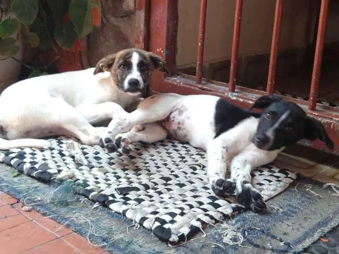 Cachorro ra a Vira-latas idade 2 a 6 meses nome Sem nome