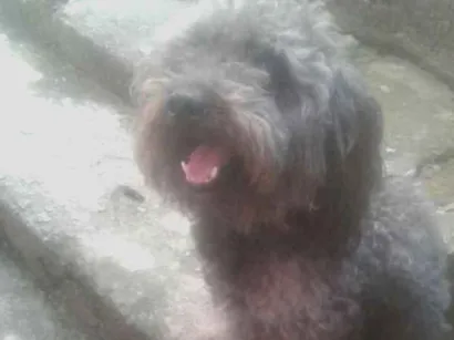 Cachorro raça Puldo idade 5 anos nome Bob