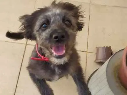 Cachorro ra a Border coliie idade 2 a 6 meses nome Pipinha