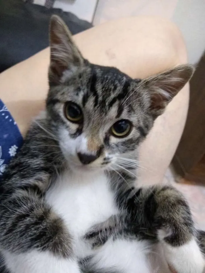 Gato ra a Indefinido idade 2 a 6 meses nome Bolinha