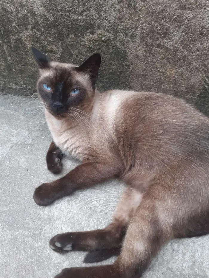 Gato ra a Gata siamês  idade 1 ano nome Não tem nome