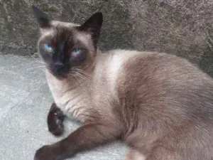 Gato raça Gata siamês  idade 1 ano nome Não tem nome
