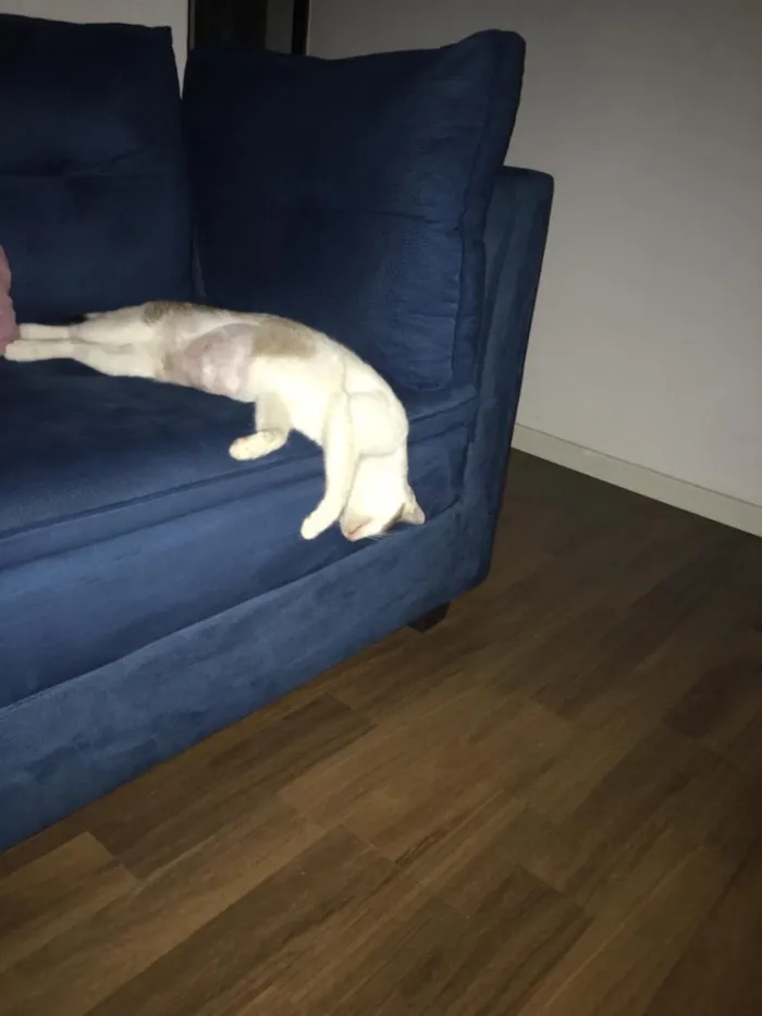 Gato ra a Sem Raça Definida idade 7 a 11 meses nome Lili